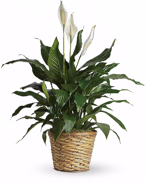Peace Lily Medium